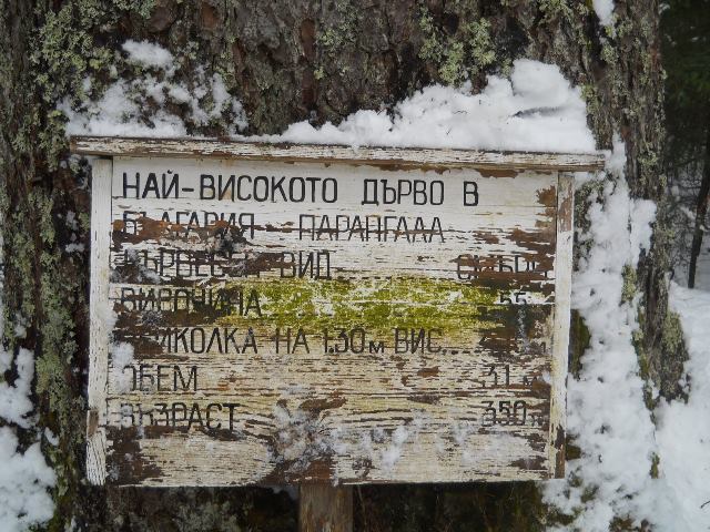 parangalica-04