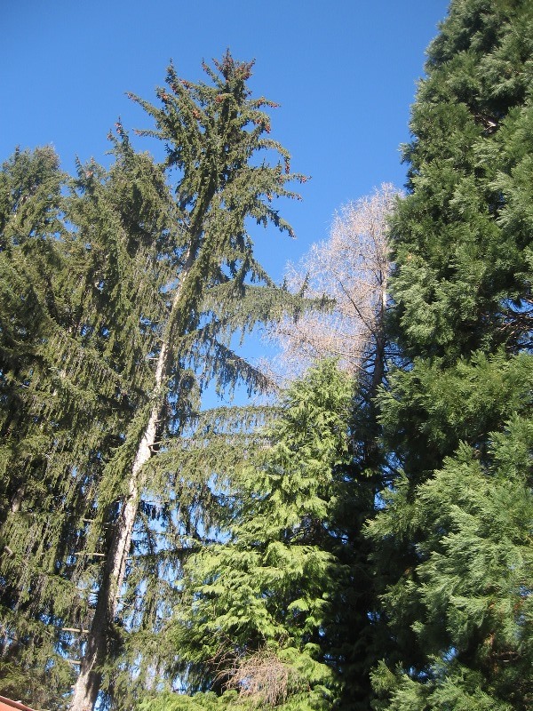 sekvoi 201602 26