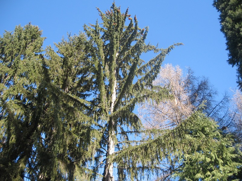 sekvoi 201602 28