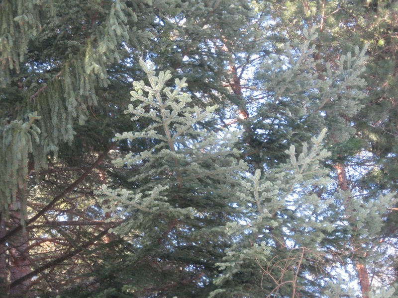 sekvoi 201602 34