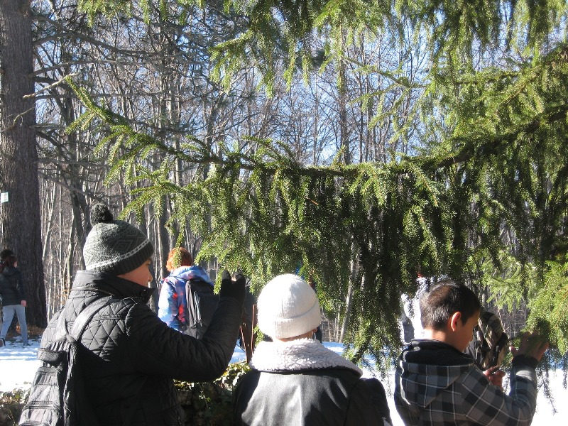 sekvoi 201602 39