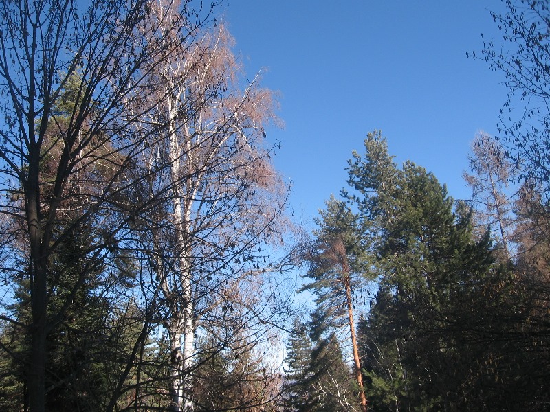 sekvoi 201602 47