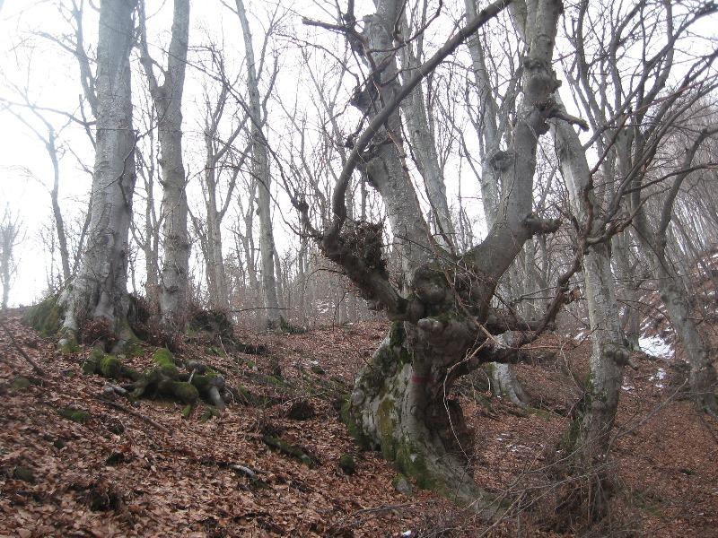spi-gora 14