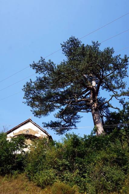 cernook1-06