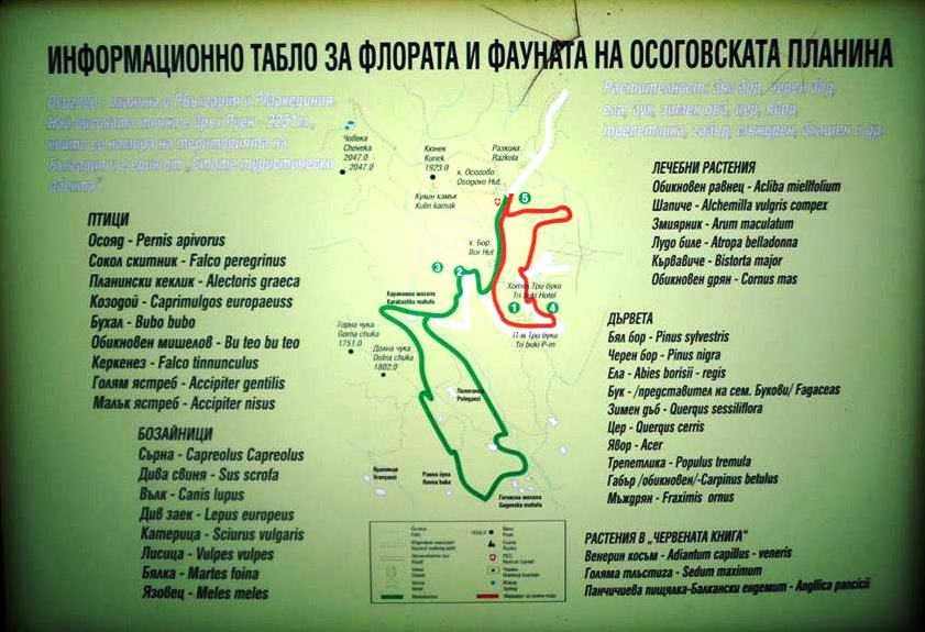 osogovo-2015-08 1