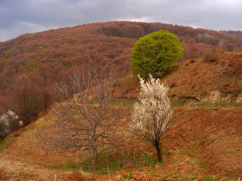 osogovo 11