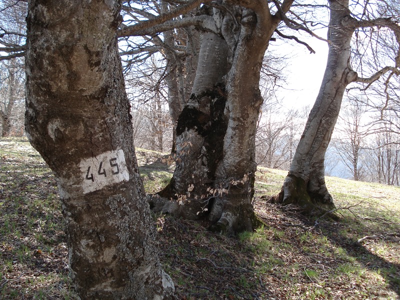 pl osogovo 14